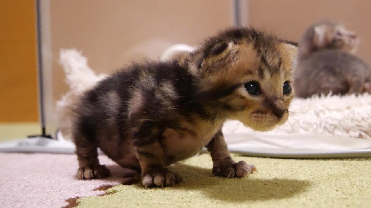 ヨチヨチ歩きでママのお膝にやって来た子猫が安心した表情でへそ天ポーズ【赤ちゃん猫　保護猫】