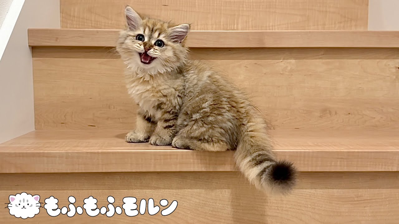 猫たちはどう登るか？（階段）  【サイベリアン】