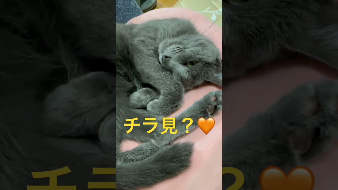 チラ見で悩殺❤️する猫（ロシアンブルー）#shorts