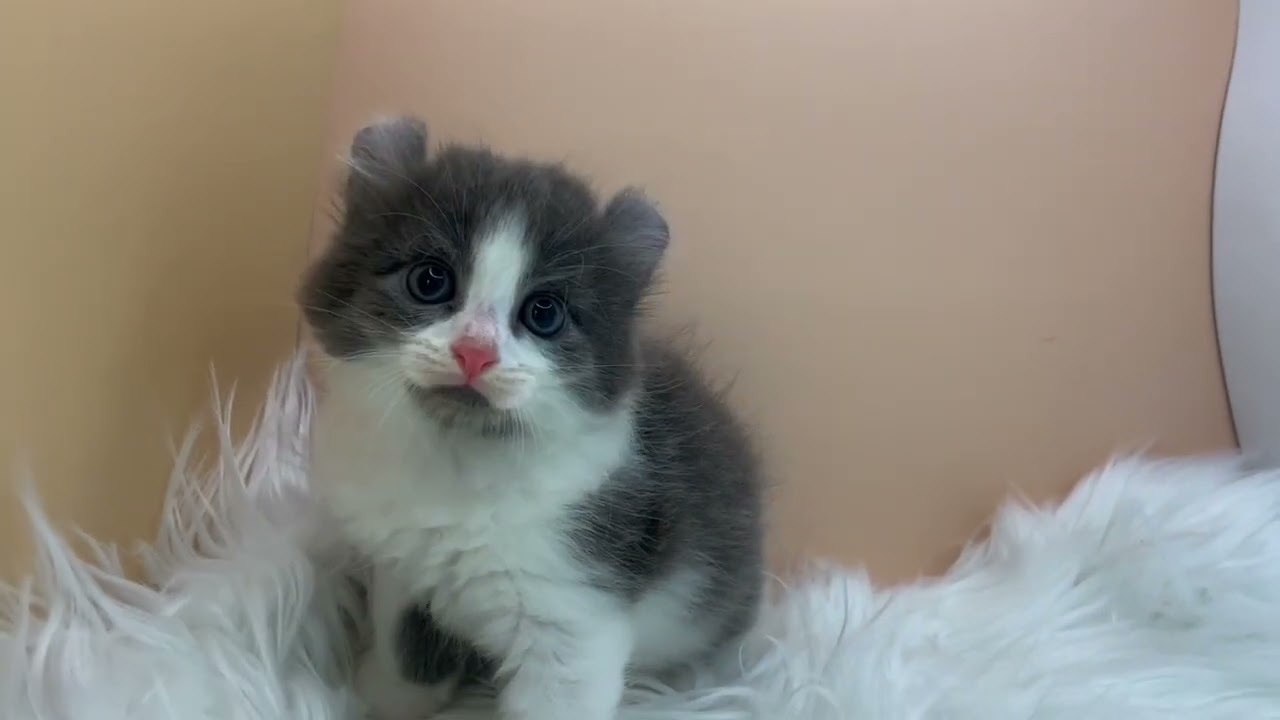 アメリカンカール 【ブルーホワイト】くるんとした耳が可愛いカール兄妹💓