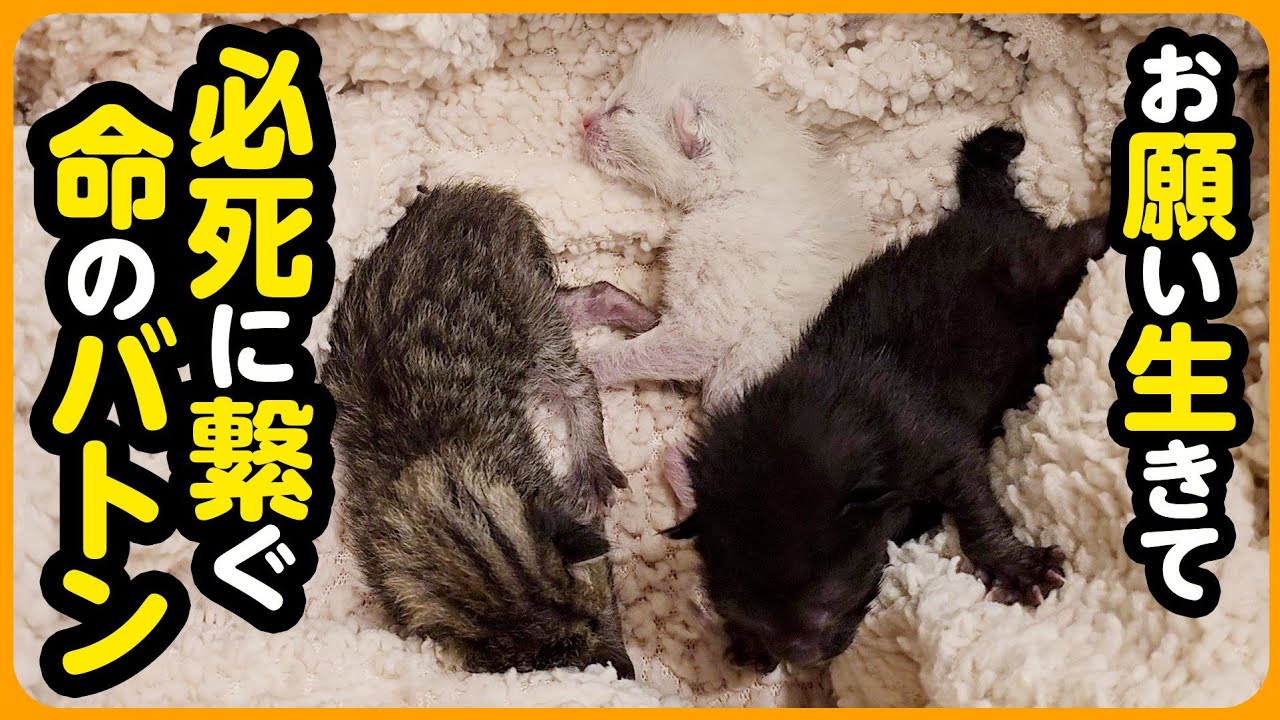 【子猫 保護】母猫が戻らない...取り残された3匹の未熟児。一日一日を繋ぐ、小さな命を助けるために