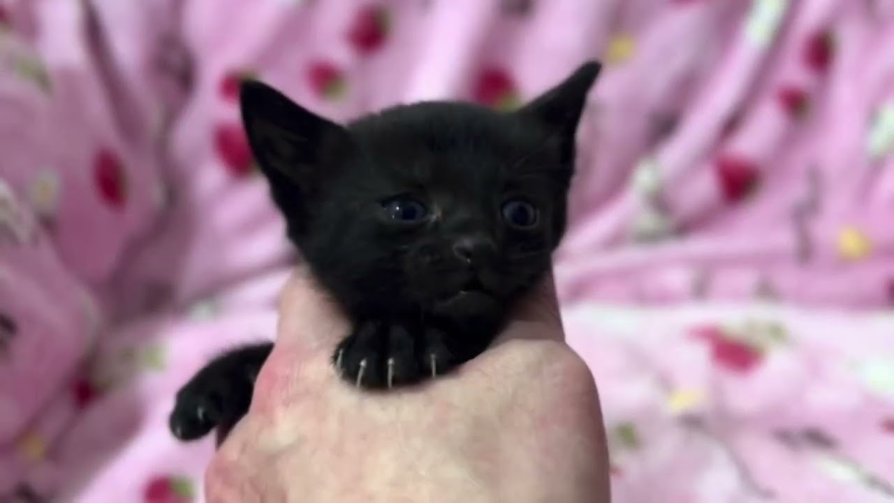 【ナナハチ’s ROOM】ボンベイの男の子　20231007