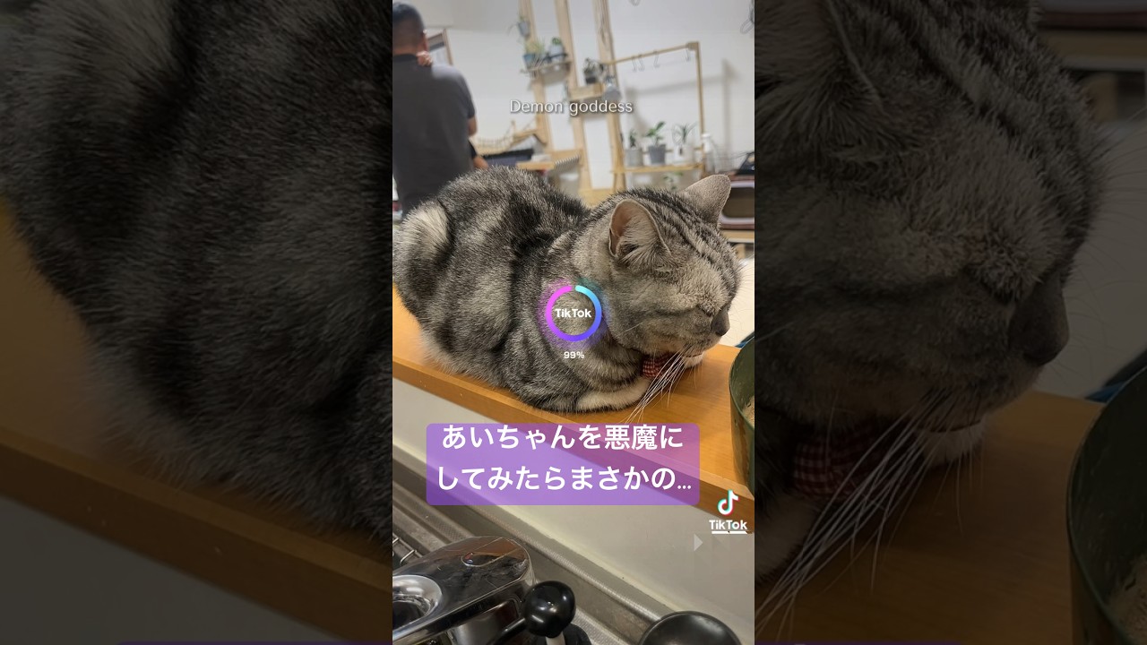 あいちゃんを悪魔にしてみたらまさかの... #猫 #アメリカンショートヘア #shorts