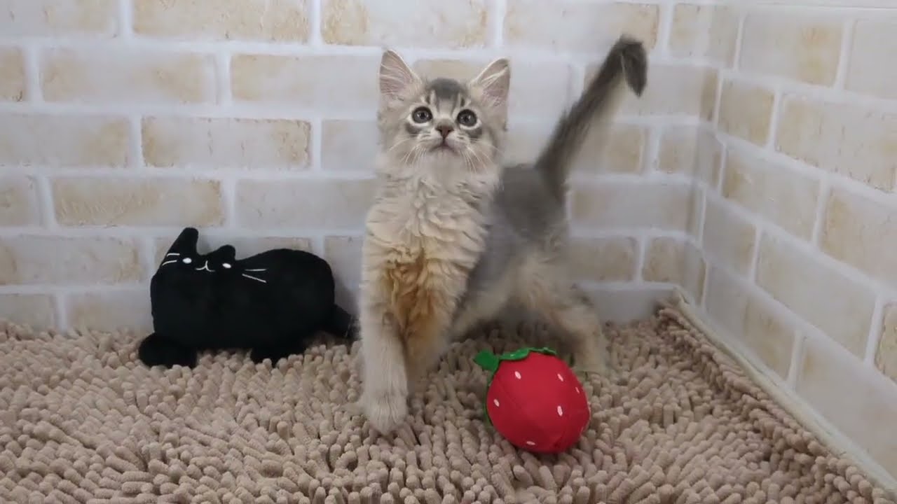 ソマリ　8/24生まれ　女の子