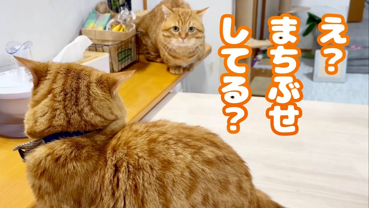 ちーちゃんと仲良くしたらぎんちゃんが嫉妬しちゃったけどちゃびくんが仲裁にきた日 #猫 #マンチカン