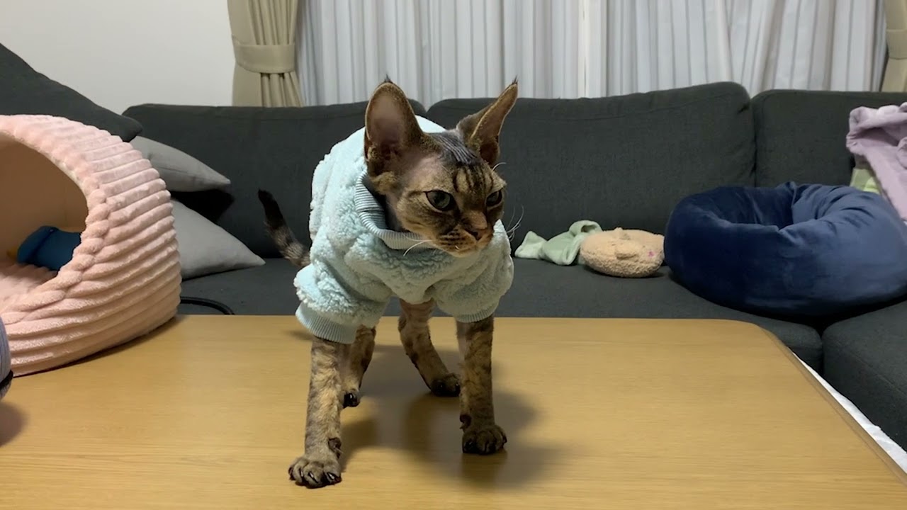 デボンレックス弟に洋服が届きました(A new set of clothes for Devon Rex cat)