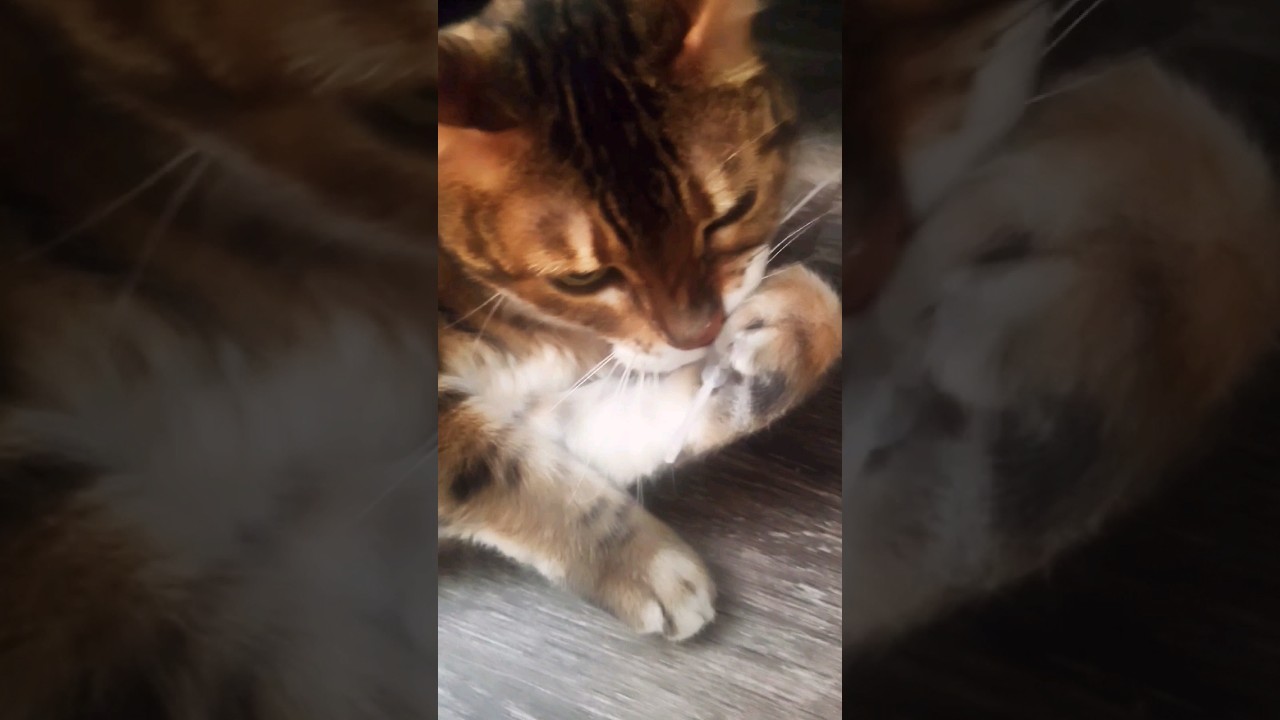 Don't Let Your Cats Play With Eye Drops #cat #bengalcat #catlover