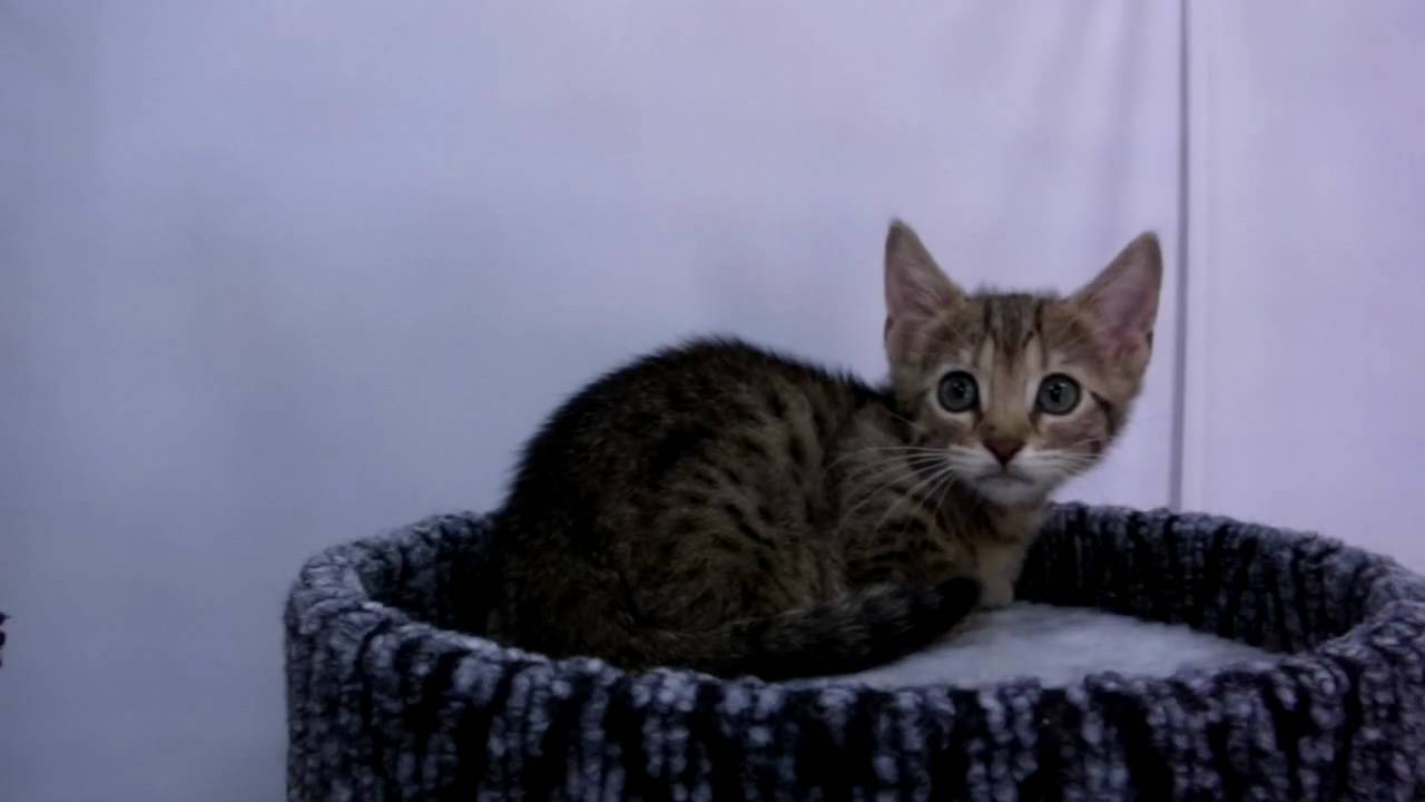 キンカロー（短脚・耳立ち）　ブラウンスポッテッドタビー　女の子