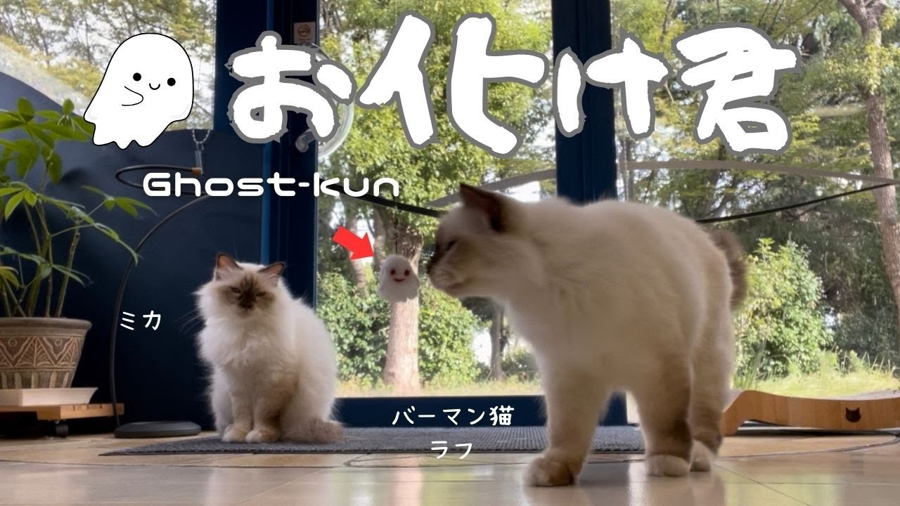 バーマン猫ミカとラフ【お化け君】Ghost-kun（バーマン猫）Birman/Cat