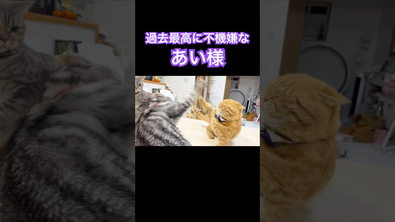 過去最高に不機嫌だった日のあいちゃんと茶々 #猫 #マンチカン #shorts
