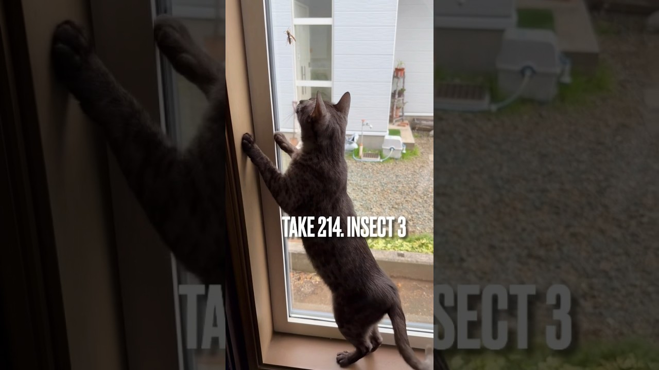 #アシナガバチ さん❗️一緒に遊ぼうにゃ❗️#蜂 #遊ぶ猫 #playingcat #エジプシャンマウ #ねこのいる生活 #猫動画 #shorts