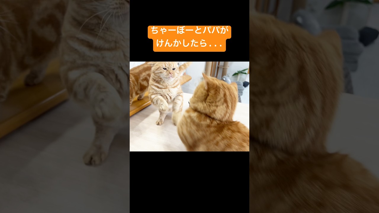 ちゃーぼーと茶々パパがけんかをしたら... #猫 #マンチカン #shorts