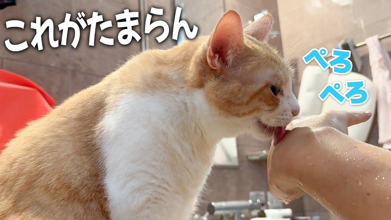 飼い主の腕についた水からしか水分補給しないロビン