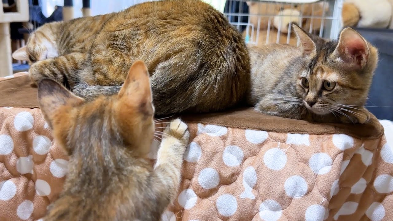 子猫に独特な対応をする先住猫がこちらです…