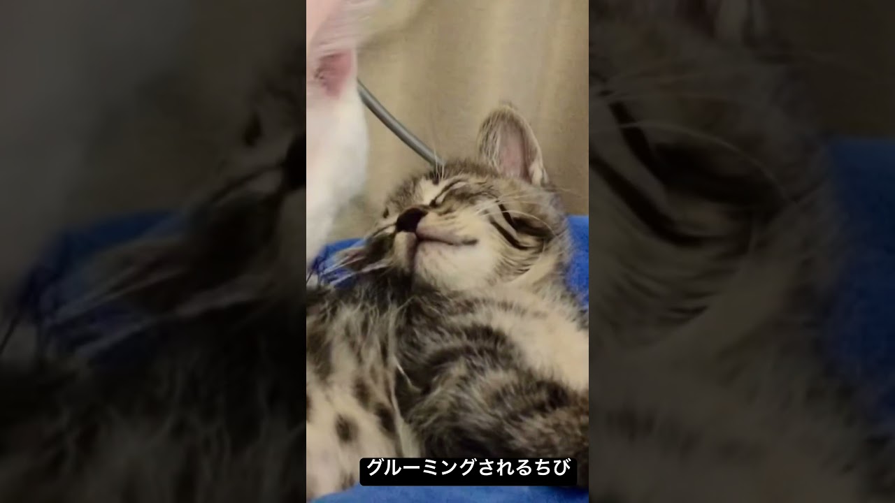 へたくそグルーミングに怒るちび（2015年） #cat #猫 #ねこ #保護猫 #kitten #子猫 #こねこ #animal #cute #babycat #shorts