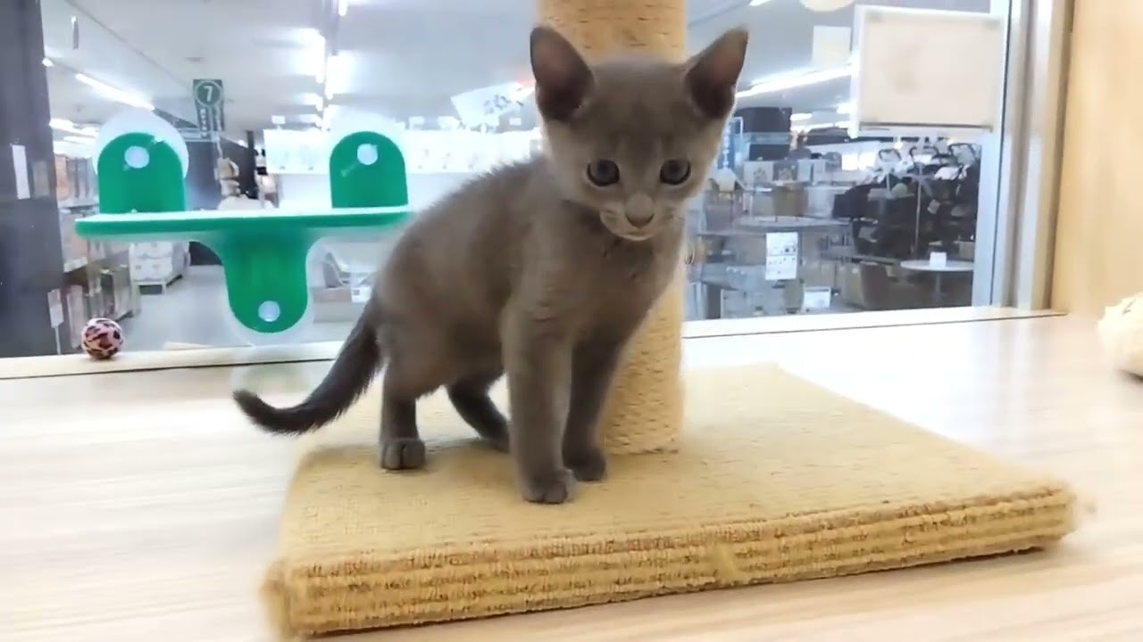 【2023.10.30公開】運動神経抜群！遊びの達人ロシアンブルー