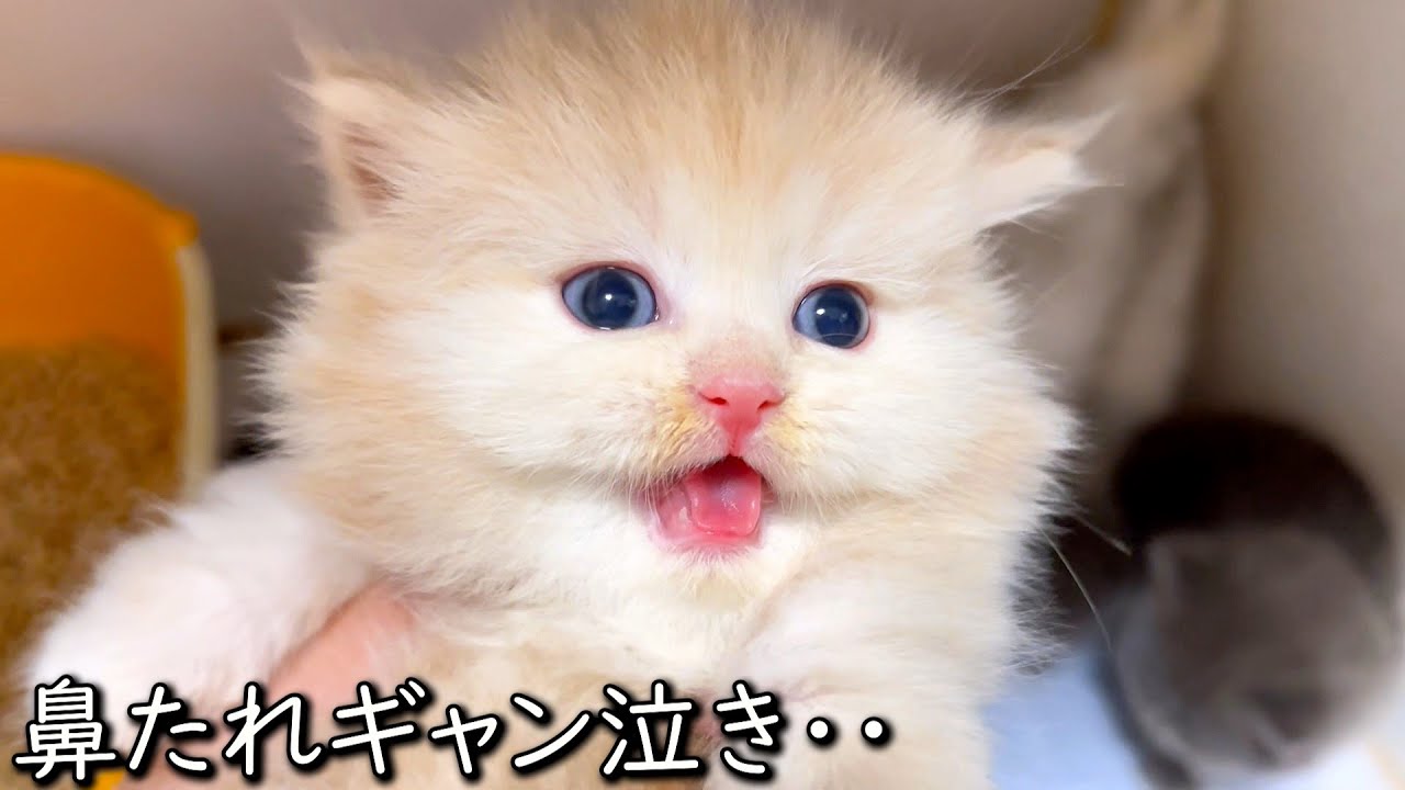 【マンチカンの子猫】鼻垂れてぇギャン泣きされた件 ∼猫のいる生活Vol.828~ 出産動画 マンチカン短足・ミヌエット・ペルシャ猫専門ブリーダー『ペット蔵人』【子猫の成長記録】