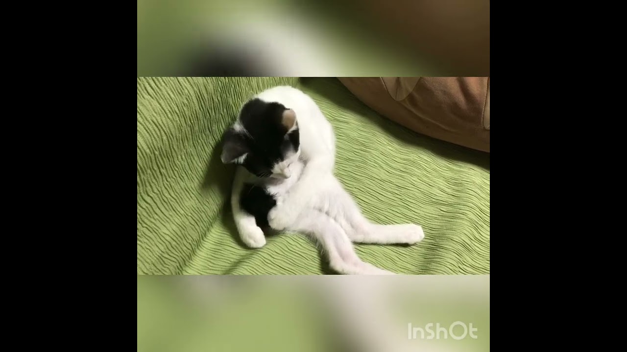 「大事なおしっぽのお手入れしてるにゃ　じゃましようとしてもそうはいかないにゃ」