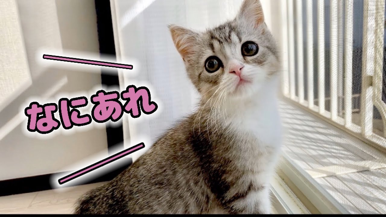 初めて外界を見た子猫の反応がこちらです…笑【スコティッシュフォールド】