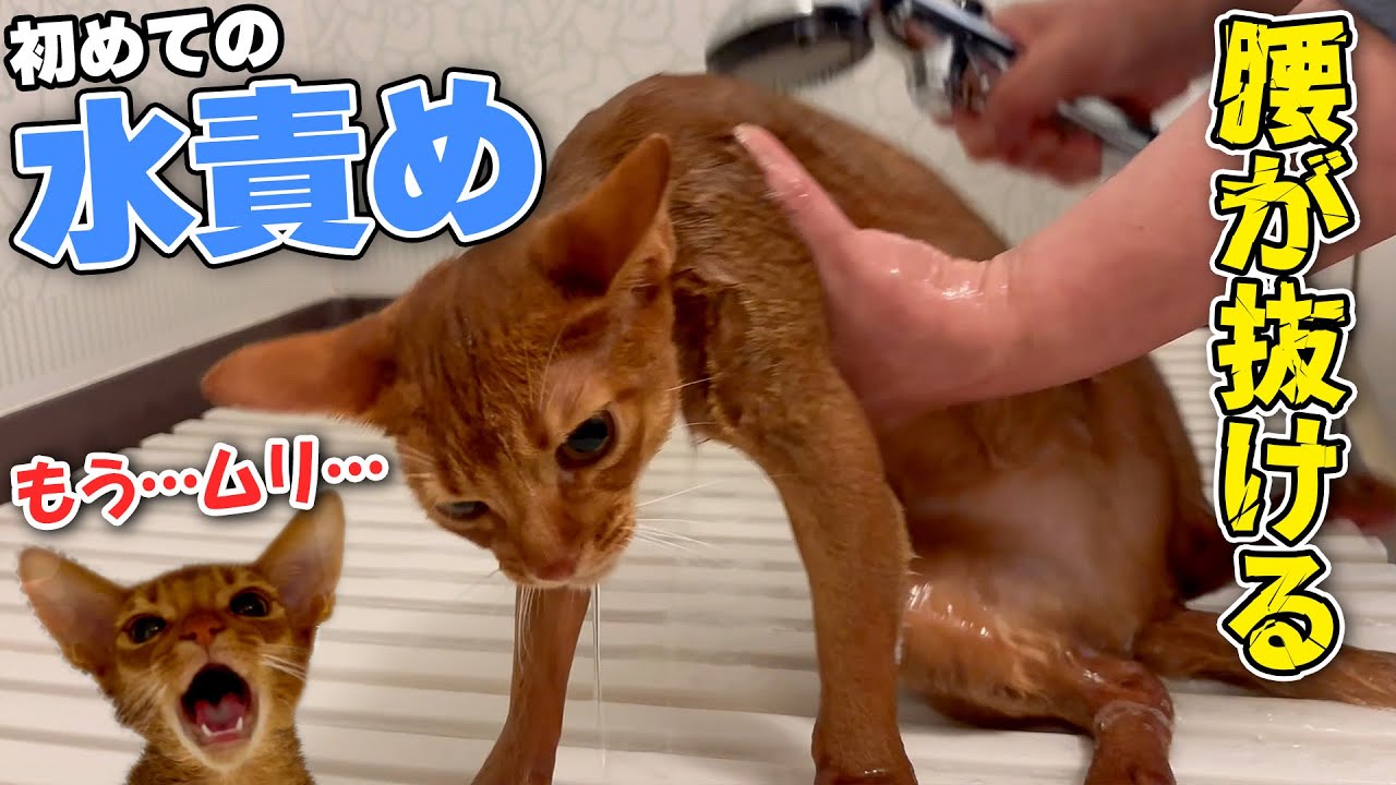 生まれてはじめて水責めされて恐怖のあまり腰を抜かしてしまう子猫