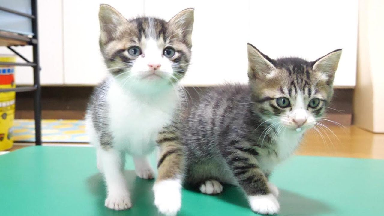 今日は子猫がとんでもない事やらかしますｗ【赤ちゃん猫　保護猫】