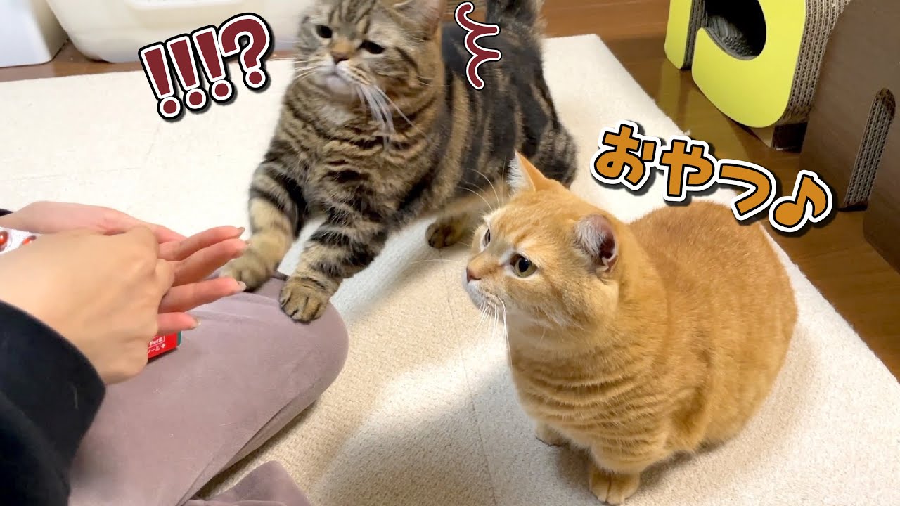おやつじゃないと気付いたときの猫の反応が可愛すぎた！笑