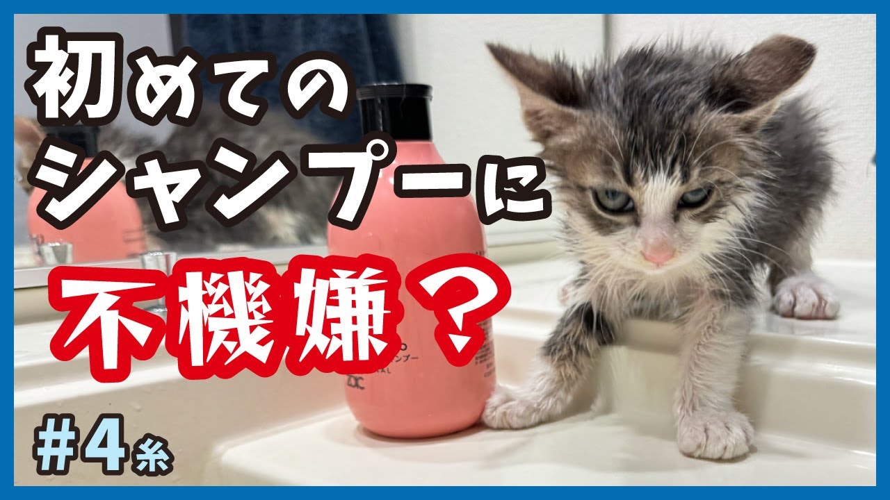 【子猫 シャンプー】保護した子猫はモフモフ？野良時代の汚れを落として爽やかに変身。【保護猫・糸4】/cat and police