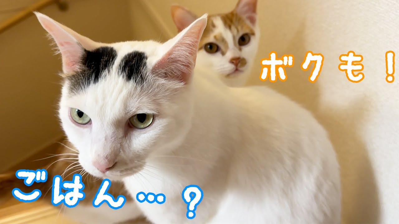 寝る時間も兄猫にべったりな子猫トロくん
