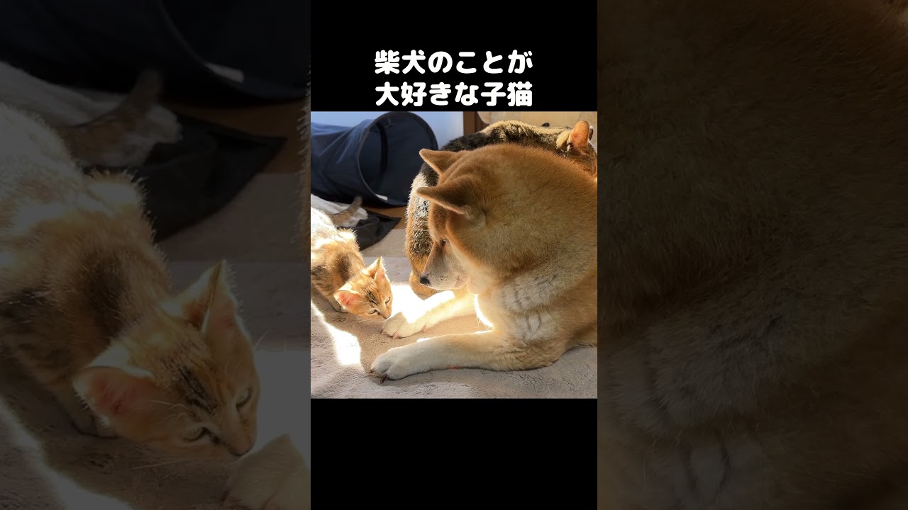子猫が柴犬のことが好きすぎて離れなくなっちゃいました…　#shorts