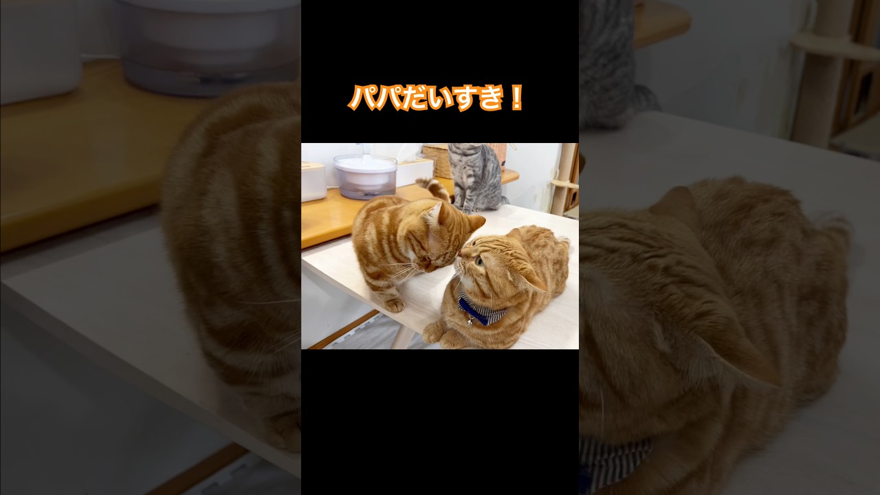 みんなだいすき！ #猫 #マンチカン #shorts