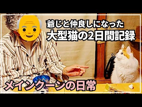 ツンデレ大型猫が爺じと心が通じた2日間記録【メインクーン】