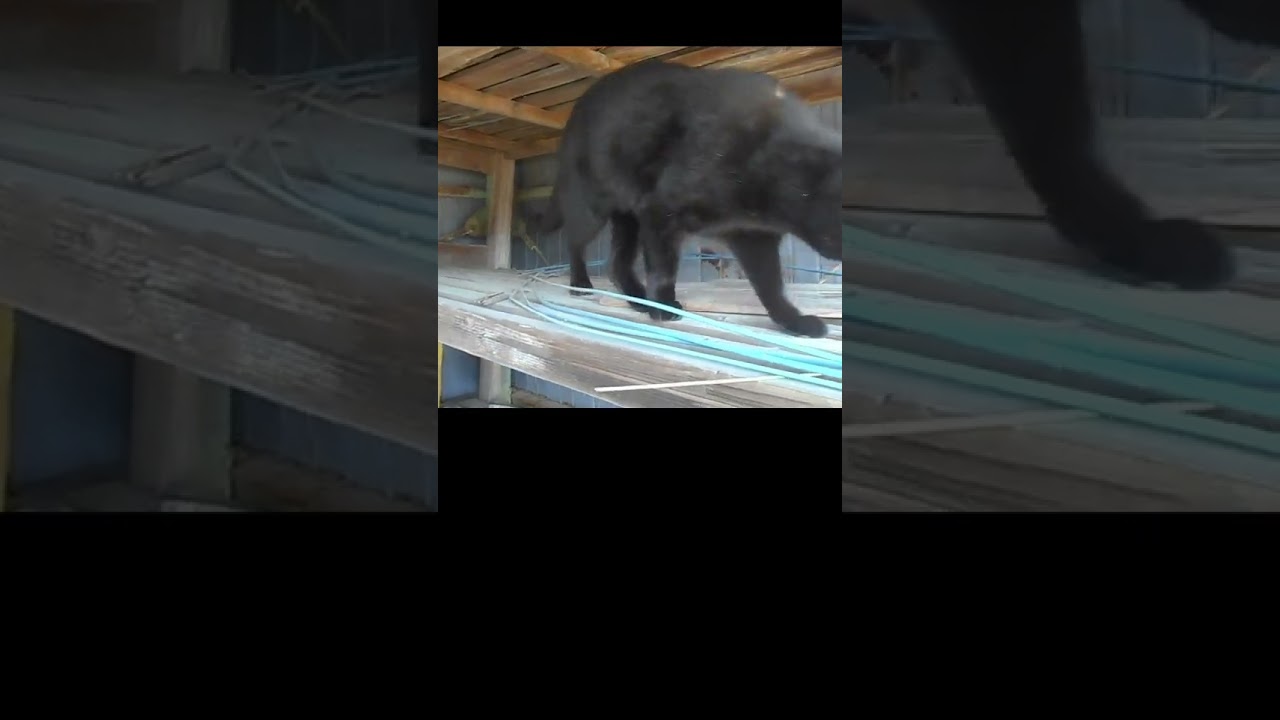 A black cat exploring a farm equipment shed　農機具小屋を探検する黒猫　#Shorts #cat #猫　#黒猫