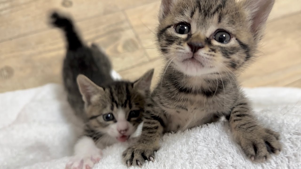 生後33日 ミルクちょうだい！と催促する子猫に悲しいお知らせが‥【山菜兄妹#32】Sad news for the kitten who wants milk...