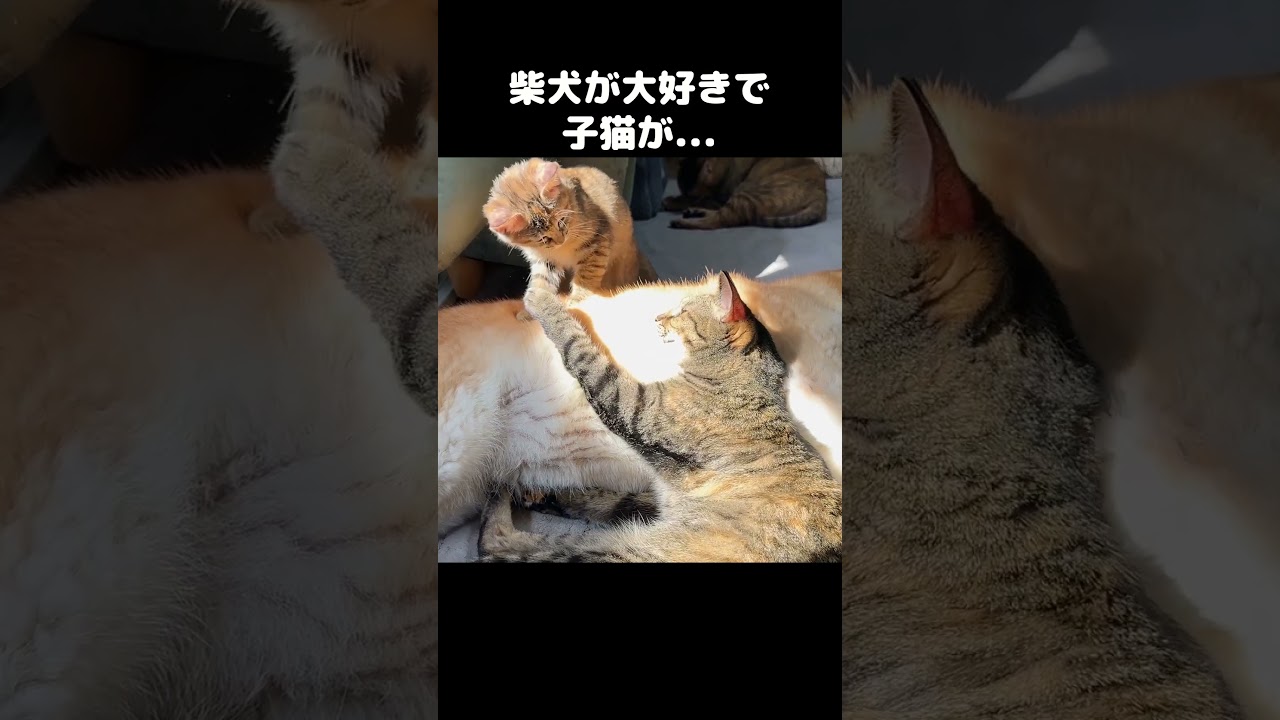 柴犬のそばにずっといる子猫が可愛い！　#shorts