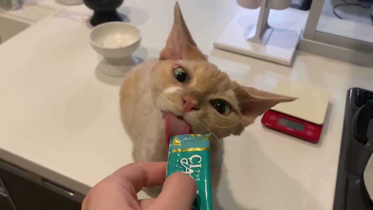 デボンレックス兄にチュールをあげました(A cat snack "Churu" for Devon Rex cat)