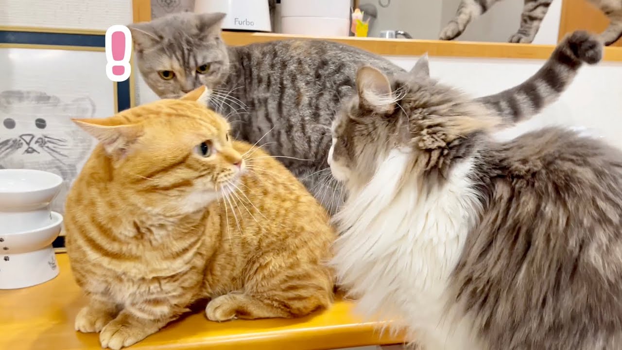 ぽちゃくんがちーちゃんと仲良くしてるとぎんちゃんがすかさず...！ #猫 #マンチカン