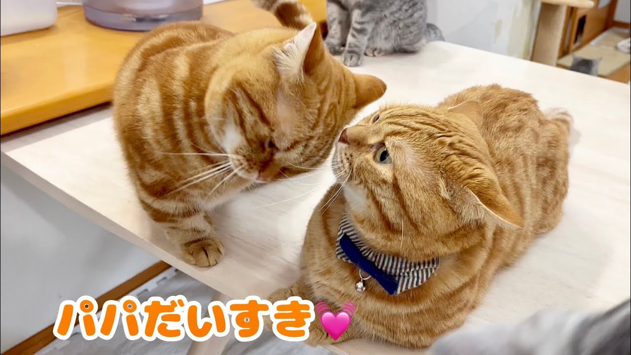 『みんなだいすき💓』愛の猫ちゃびくんの存在が食卓を優しくしていきます #猫 #マンチカン