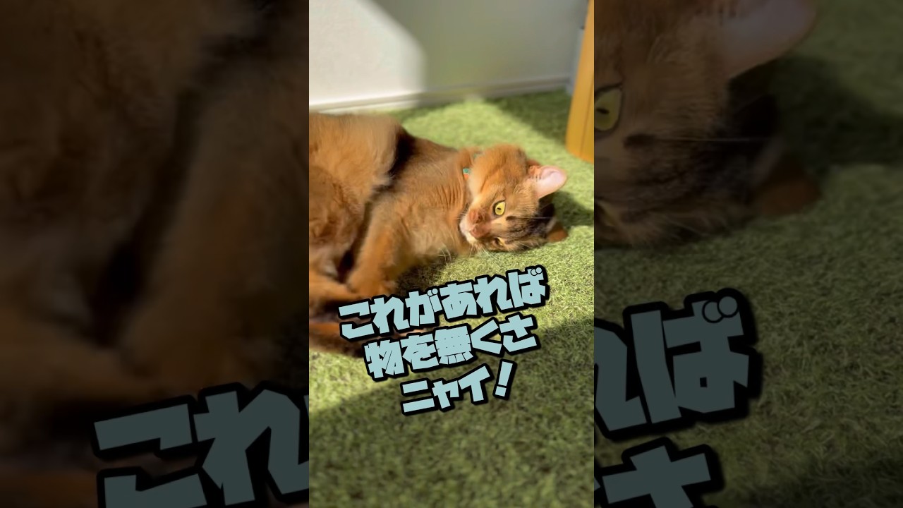 猫の嗅覚があればもう大丈夫