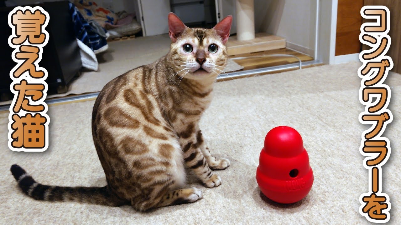 【スノーベンガル猫とトイプードル】コングワブラーからおやつの取り出し方をマスターした愛猫