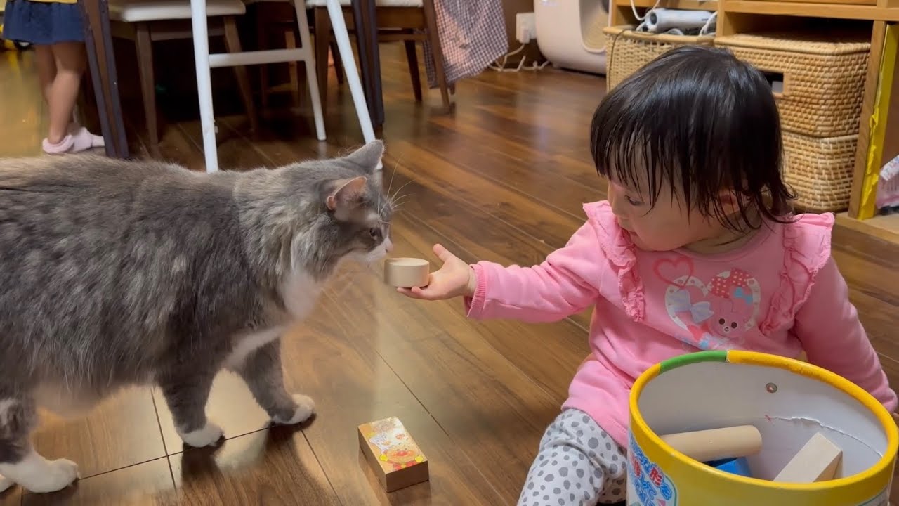 一歳児から物を渡される猫　ノルウェージャンフォレストキャット　ラガマフィンA cat being given something. Norwegian Forest Cat. Ragamuffin.