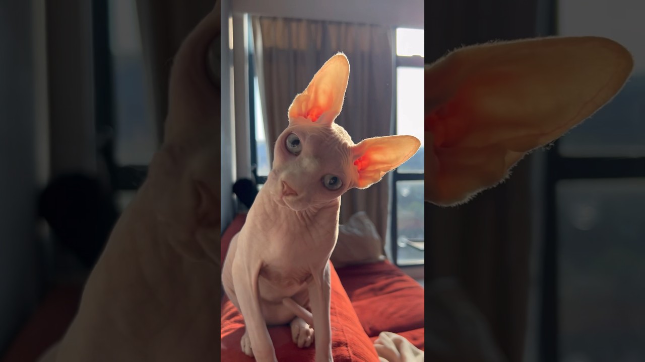 神秘的！光で透ける毛のない猫の血管【スフィンクス猫】