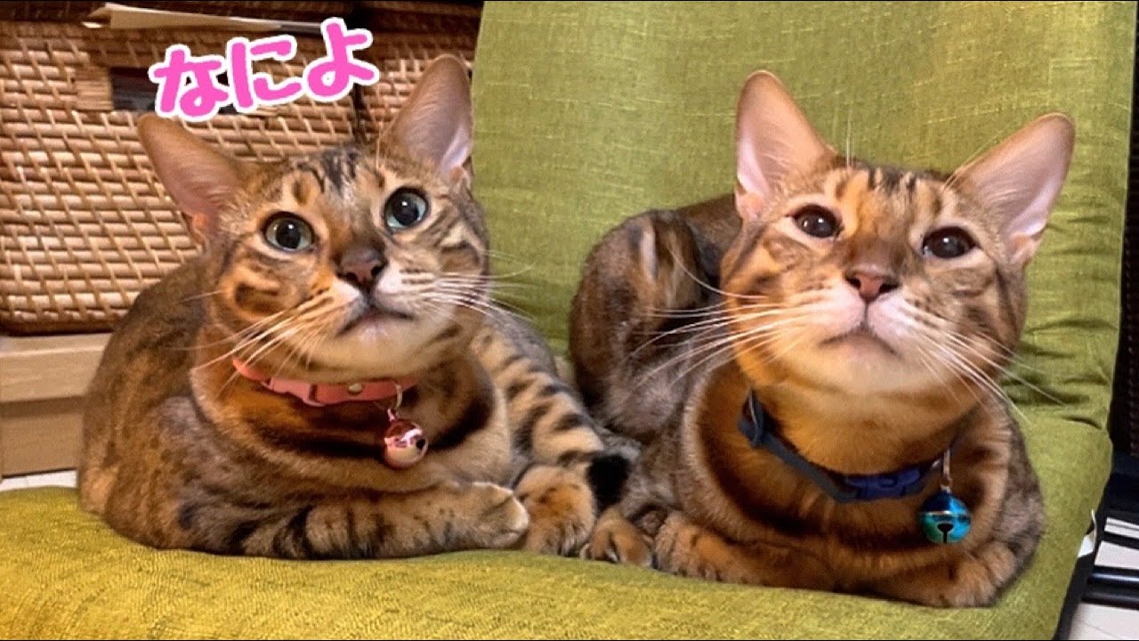 ツンデレお嬢猫は実は1番寂しがり屋です