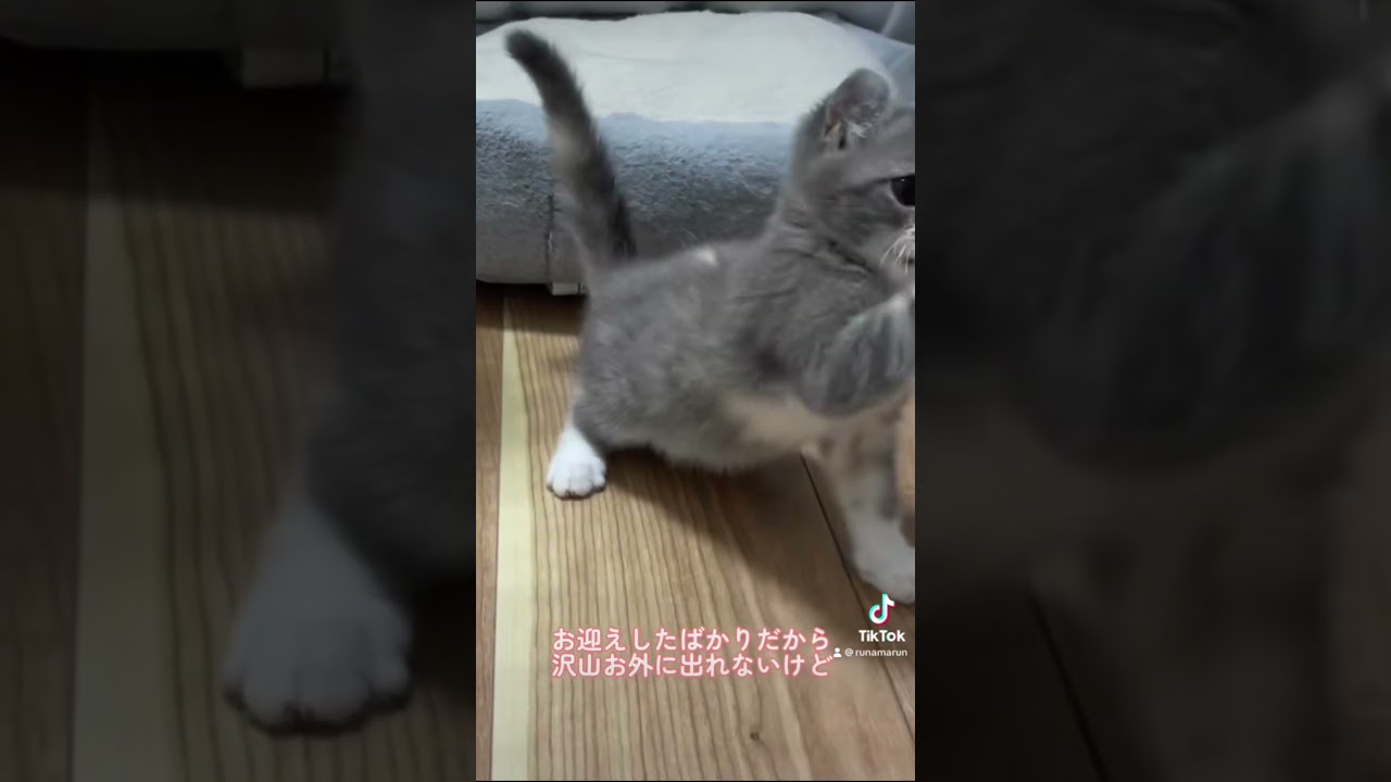 アメリカンカールの子猫の自己紹介