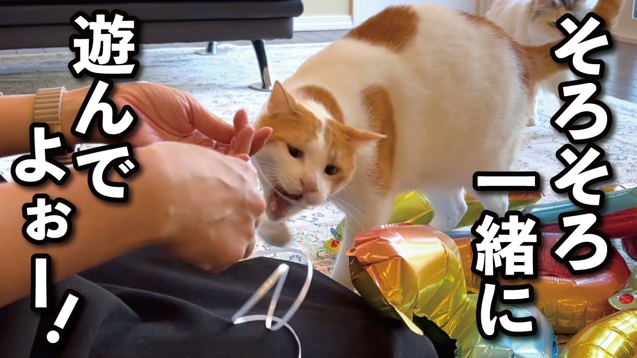 【甘えんぼ猫】寂しがり屋のかまって攻撃で誕生日の飾りつけが進みません…