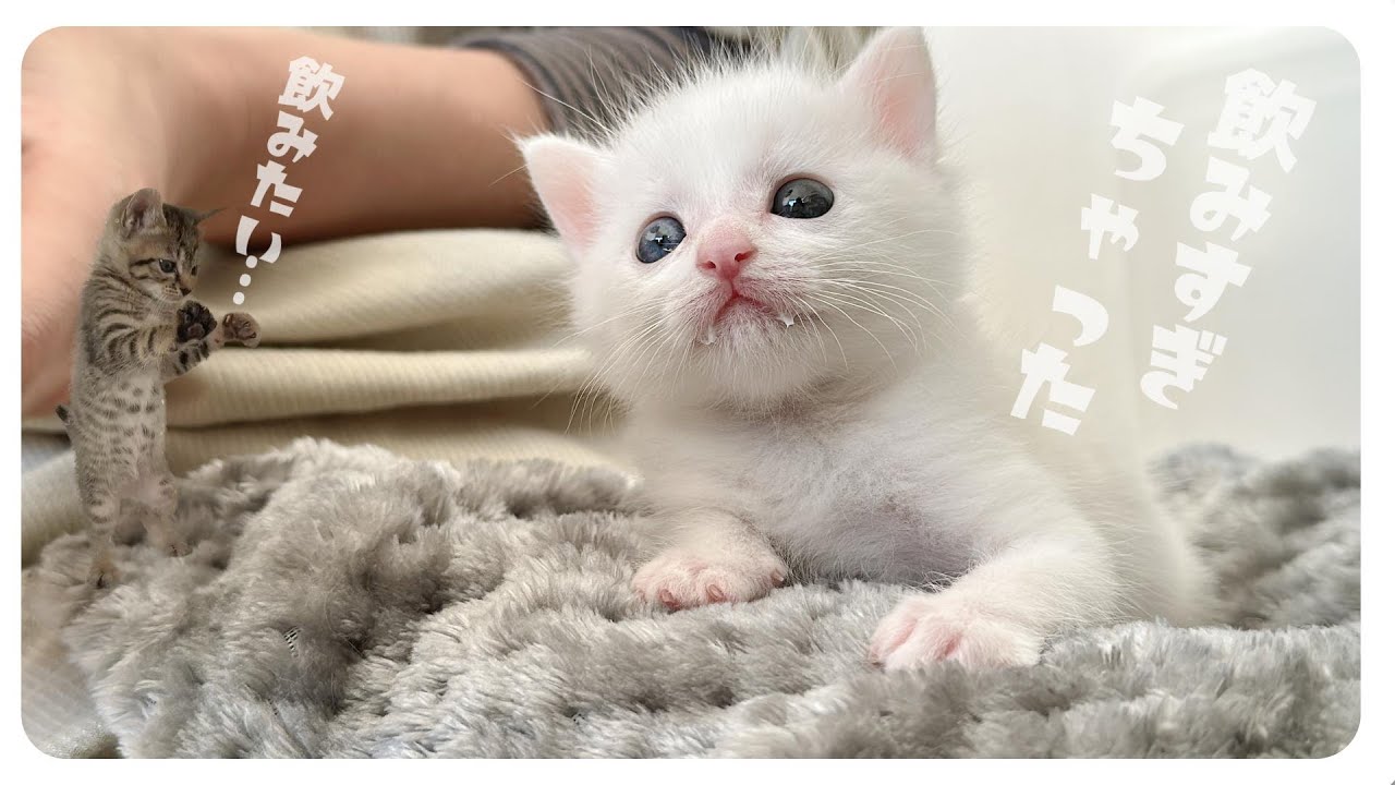 「グビッグビッ！」とにかくよく飲む子猫と見守る？！子猫たち【保護猫生活12日目】