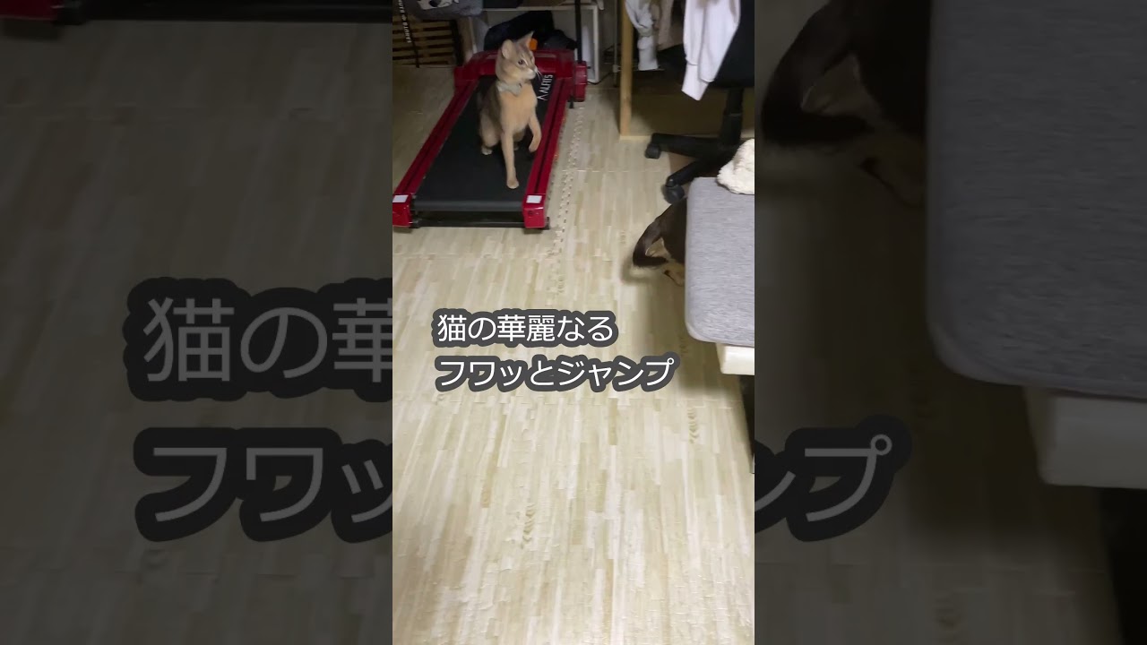 (アビ) 猫の華麗なるフワッとジャンプ #shots #abyssinian  #アビシニアン
