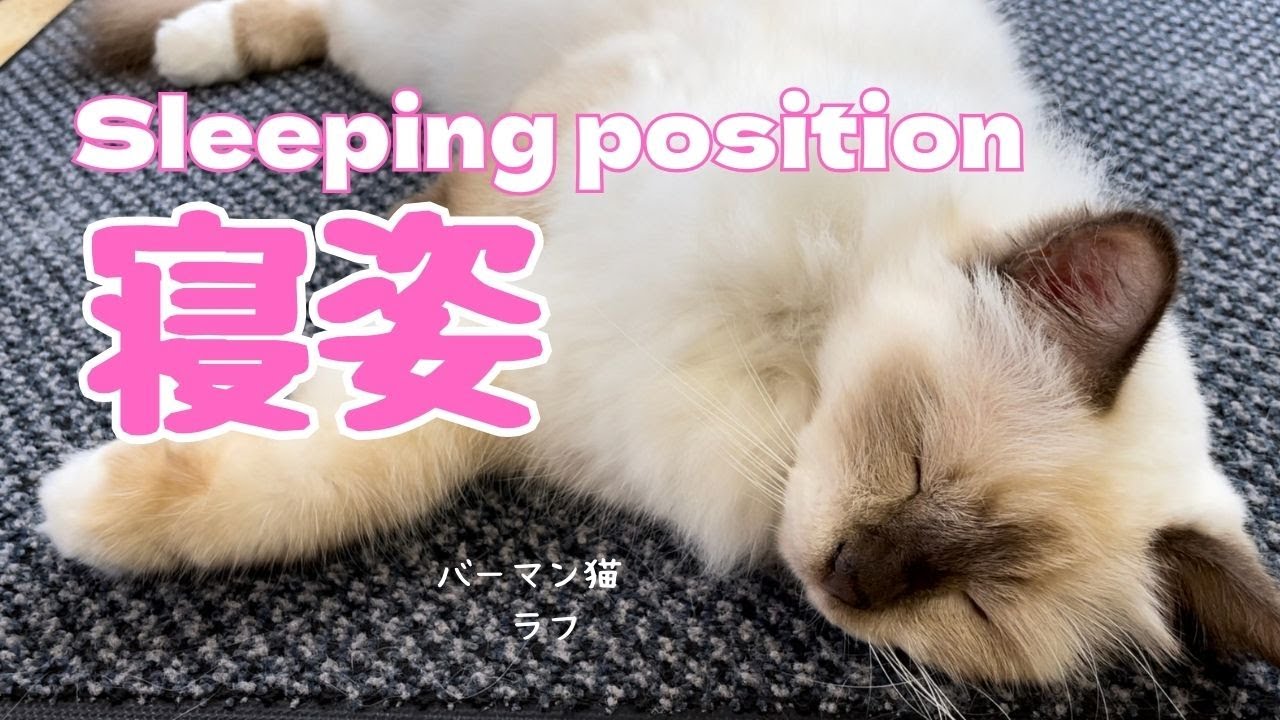 バーマン猫ラフ【寝姿】Sleeping position（バーマン猫）Birman/Cat