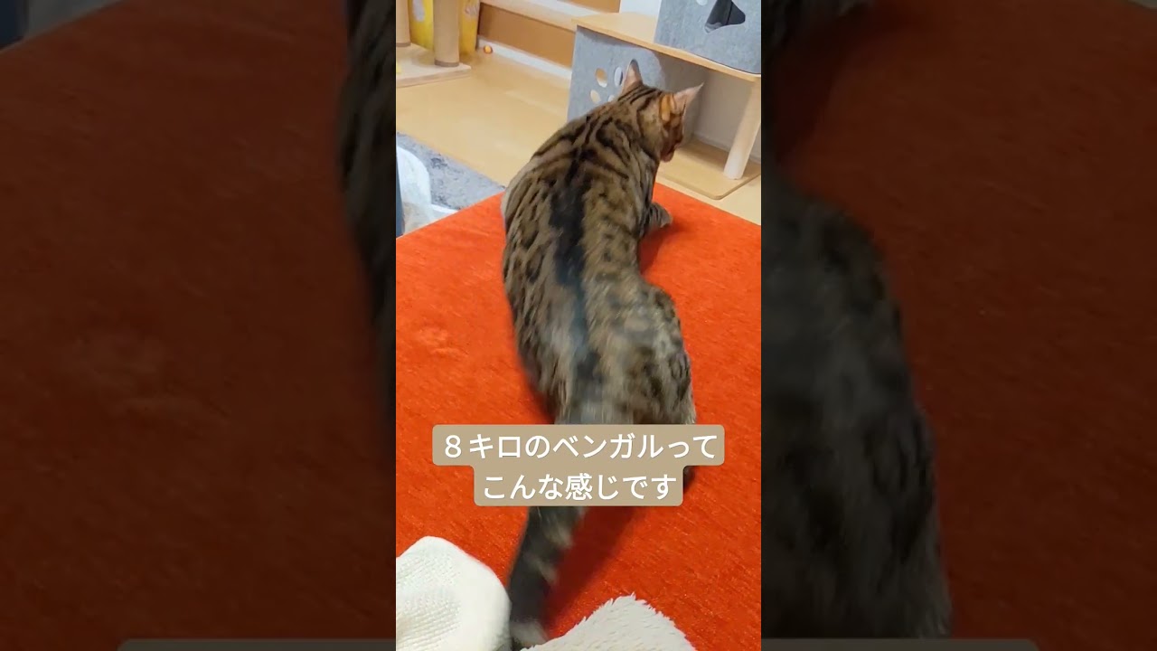 すくすく成長中のベンガル猫　#shorts