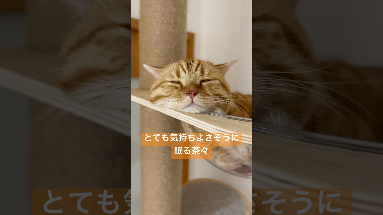 とても気持ちよさそうに眠る茶々くん #猫 #マンチカン #shorts