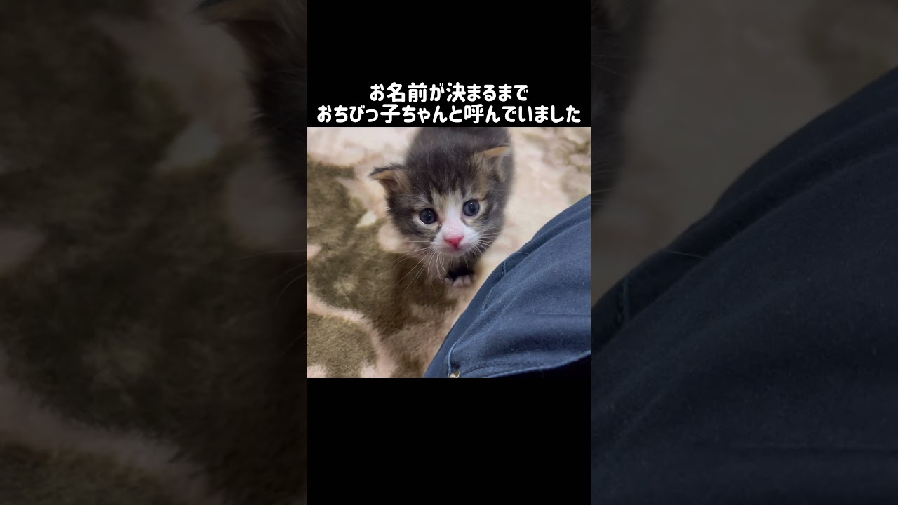 保護した子猫、お腹が空いて大騒ぎ